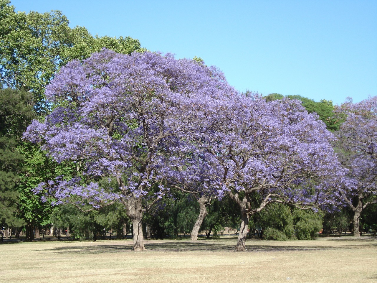 saavedra buenos aires